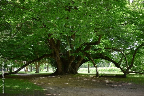 Très vieux tilleul à grandes feuilles, Tilia platyphyllos, étalant ses branches dans un parc. 