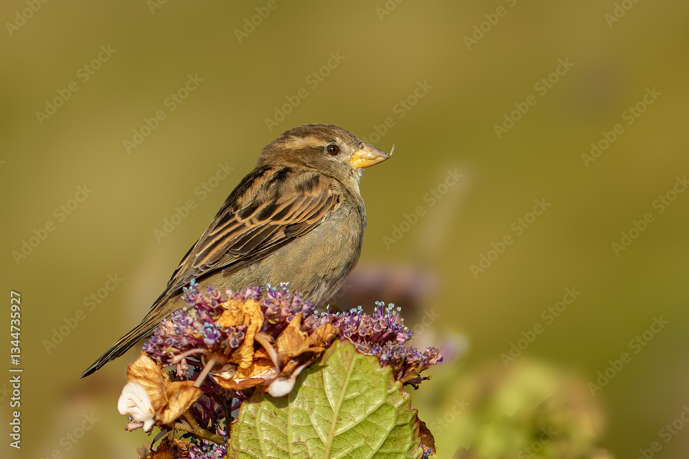 Fototapeta premium House Sparrow (Passer domesticus)
