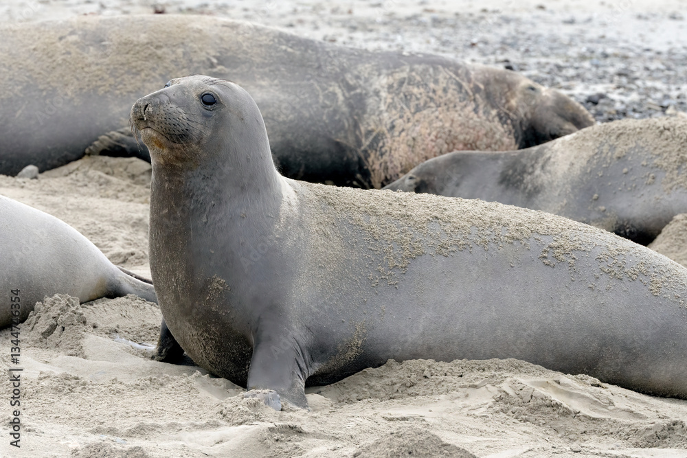 Fototapeta premium California Elephant Seals laying on beach in Ano Nuevo State Park during mating season. New born elephant seals are in abundance this time of year.