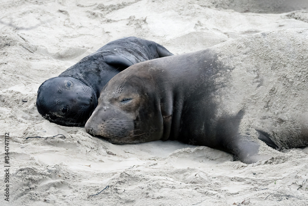Obraz premium California Elephant Seals laying on beach in Ano Nuevo State Park during mating season. New born elephant seals are in abundance this time of year.