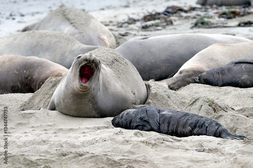 Obraz premium California Elephant Seals laying on beach in Ano Nuevo State Park during mating season. New born elephant seals are in abundance this time of year.