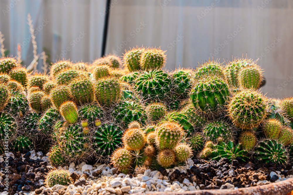 Cactus garden greenhouse Cactus garden greenhouse