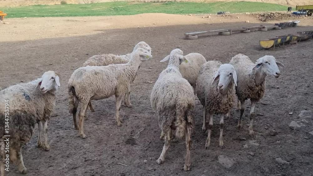 A flock of ewes waiting to enter to feed their young A flock of ewes waiting to enter to feed their young