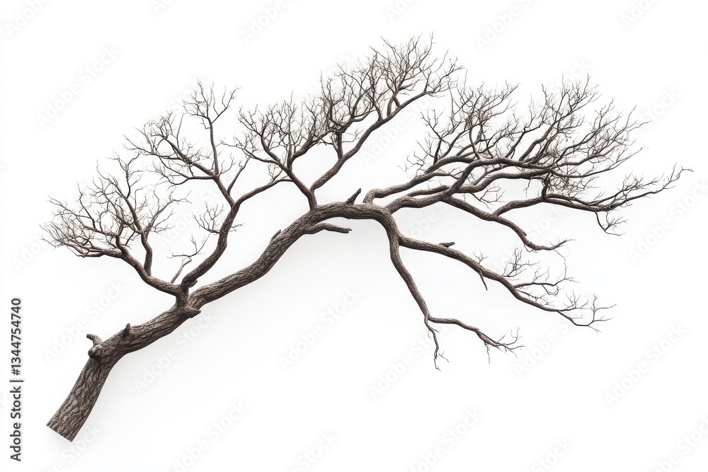 Fototapeta premium Leafless tree branch with intricate smaller twigs extending outward isolated on white background for nature-inspired art and design ideas