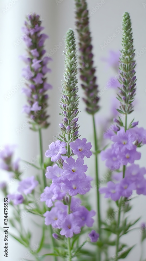 Naklejka premium Lavender blossoms for bright window, floral arrangement.