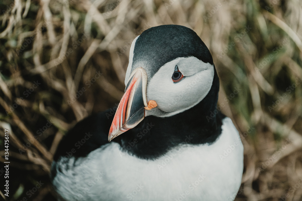 Naklejka premium Close-up of an Atlantic puffin with a vibrant beak in Borgafjordur Eystri, Iceland...