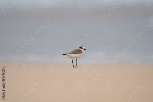 Kentish plover - Anarhynchus alexandrinus on sand with blue sea water and sand  in background, Photo from Nilaveli Beach in Sri Lanka. Copy space right. A. a. seebohmi.