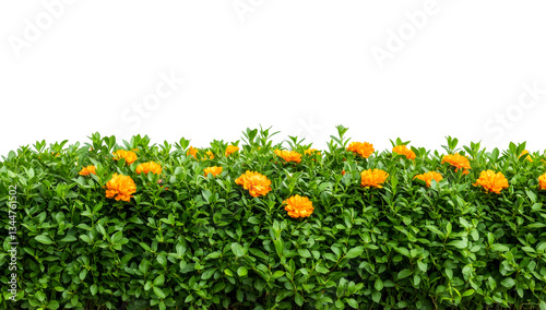 Fototapeta Naklejka Na Ścianę i Meble -  Bright orange flowers in green leaves