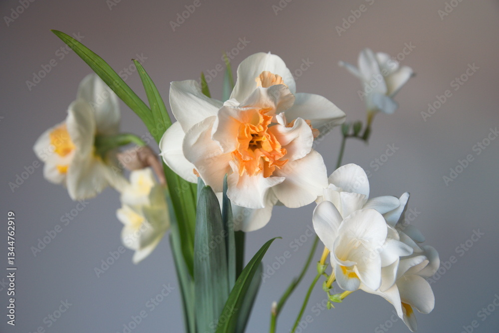 Bouquet of white Freesia and narcissus, in bloom, on grey background Bouquet of white Freesia and narcissus, in bloom, on grey background