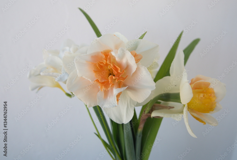Bouquet of white Freesia and narcissus, in bloom, on grey background Bouquet of white Freesia and narcissus, in bloom, on grey background