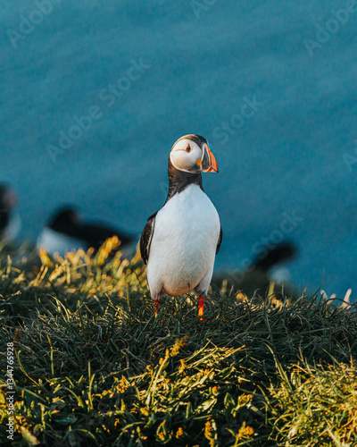 Atlantic puffins on a grassy cliff in golden light at Borgarfjörður Eystri, East Iceland