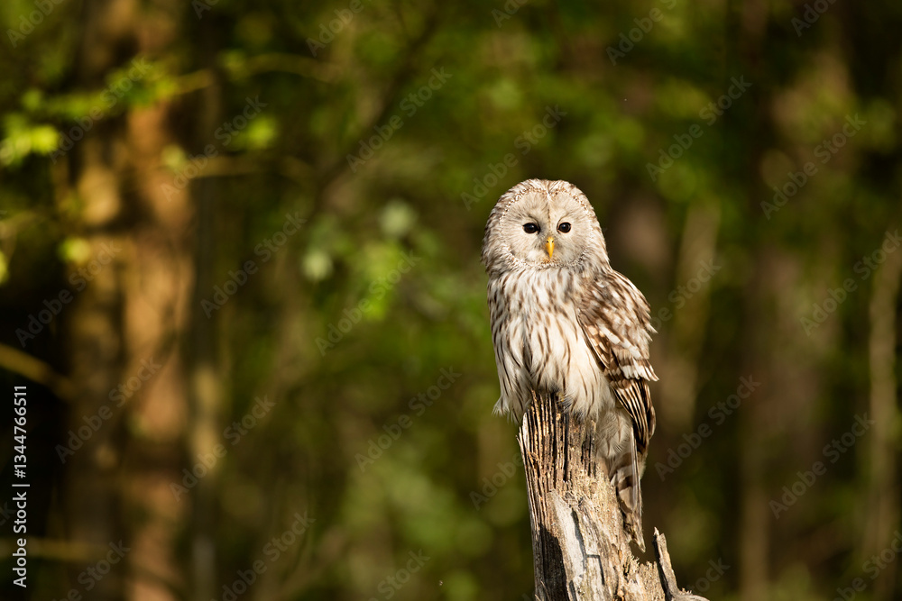 Owl in spring forest. Ural owl, Strix uralensis, perched on tree branch in forest. Beautiful grey owl in forest. Springtime in wildlife nature. Czech republic