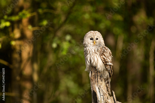 Obraz na płótnie Owl in spring forest. Ural owl, Strix uralensis, perched on tree branch in forest. Beautiful grey owl in forest. Springtime in wildlife nature. Czech republic w salonie