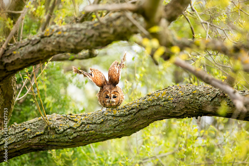 Obraz na płótnie Tawny owl with widely spread wings flying in the forest. Wild nature animal. Owl flying in the air with green forest branches in backgroud. Strix aluco. w salonie
