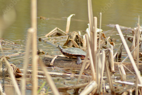 turtle on a branch