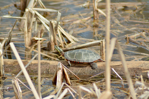 turtle bathing in the sun