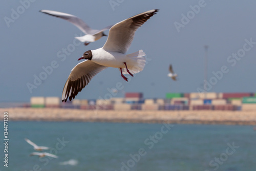 A black-headed gull soars gracefully over the calm sea, its wings spread wide as it glides effortlessly against the soft blue sky. 