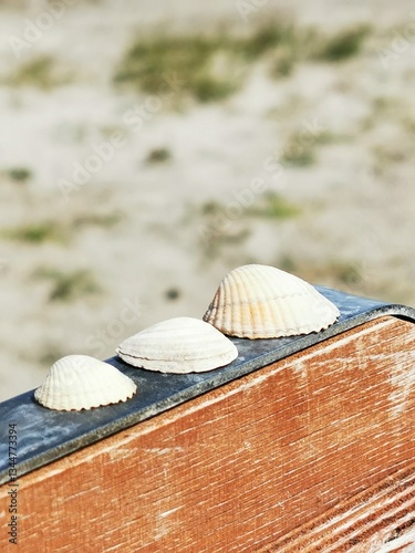 Muscheln