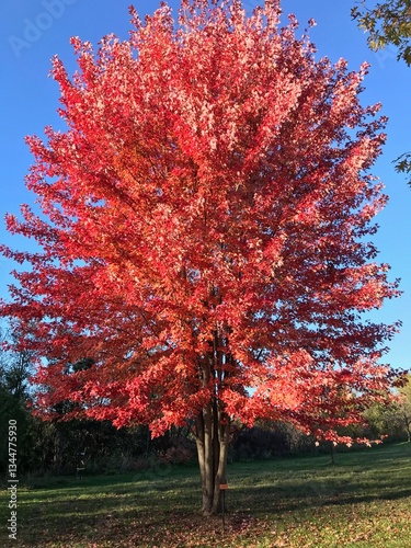 autumn tree in autumn