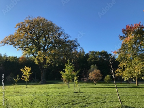 autumn trees in the park