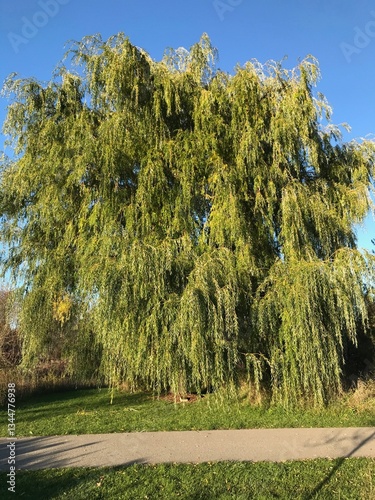 trees in the park
