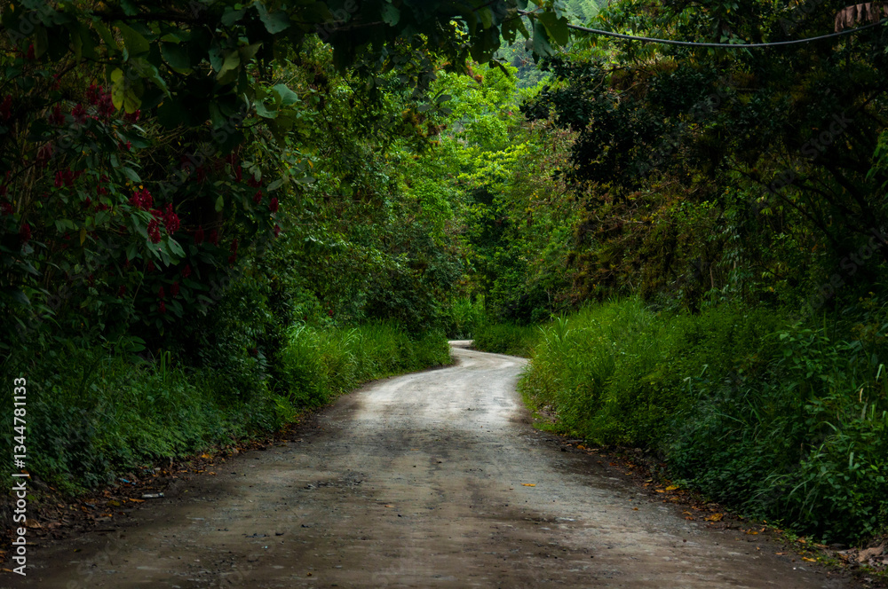 Obraz premium Winding dirt road disappearing into lush green forest