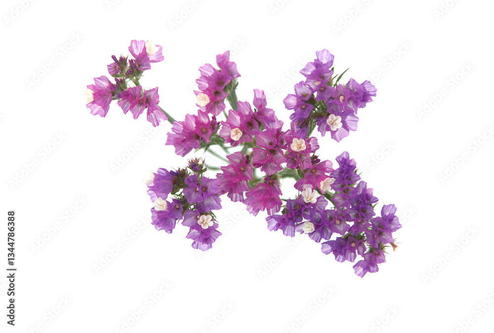 Obraz premium Lilac pink Limonium, sea-lavender in bloom, statice, caspia or marsh-rosemary, on white background