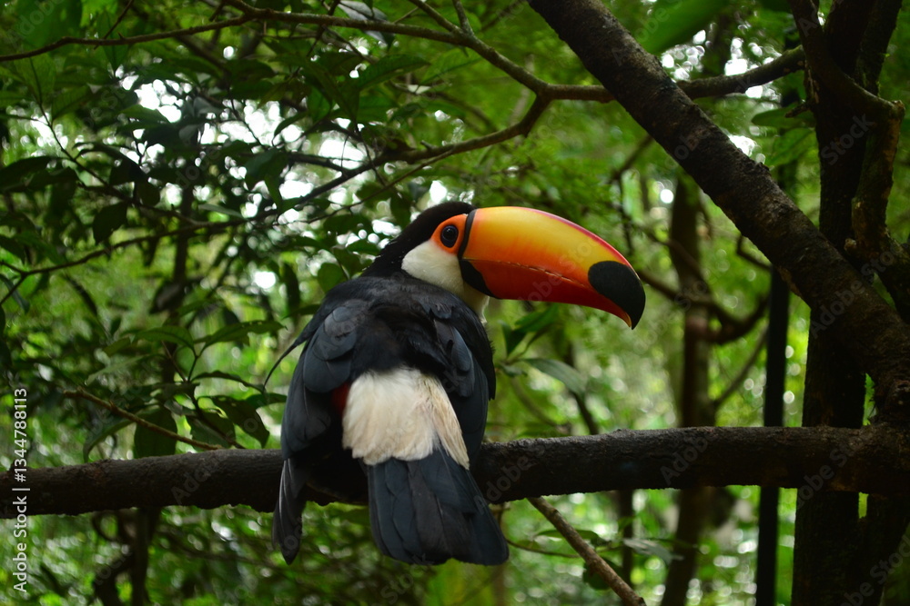 Naklejka premium Toucan perched on a tree looking back. Animals of northeastern Argentina. Capture taken against a jungle background.