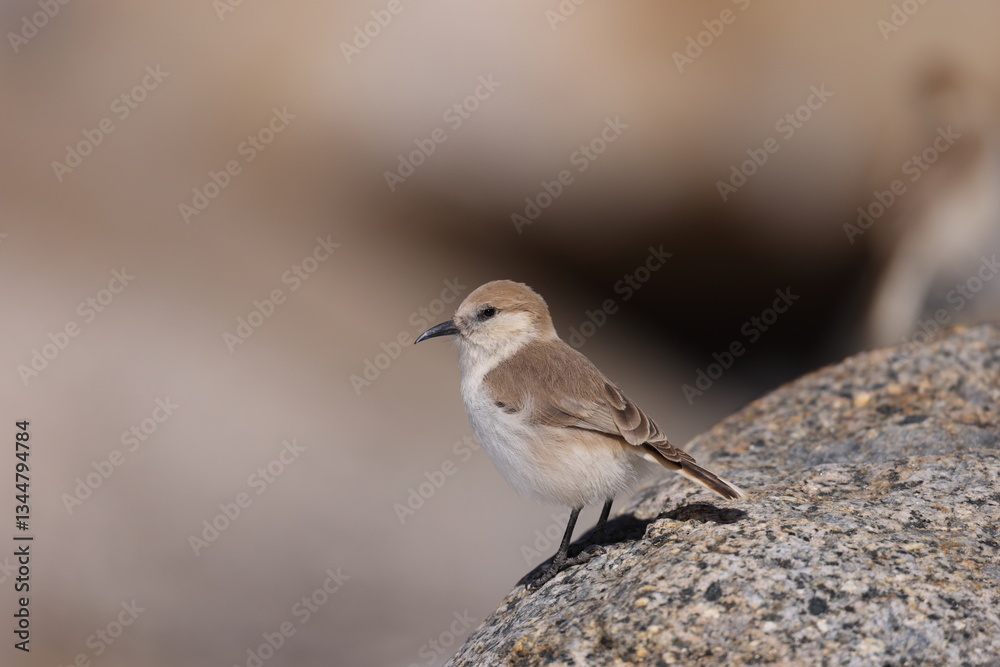 Fototapeta premium Groundpecker (Pseudopodoces humilis)