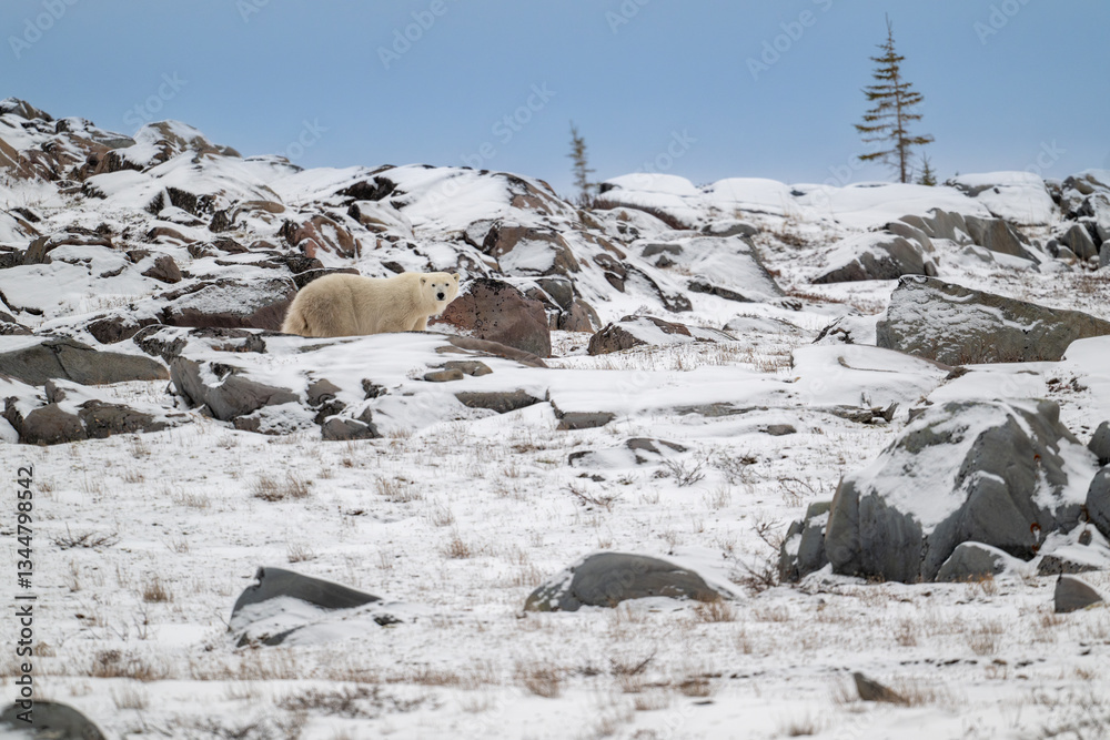 Polar bear walking along snow covered rocky shoreline