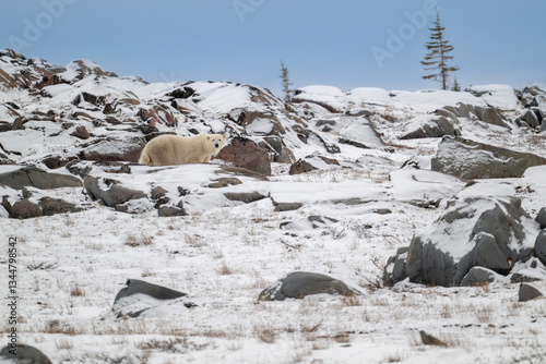 Obraz na płótnie Polar bear walking along snow covered rocky shoreline w salonie