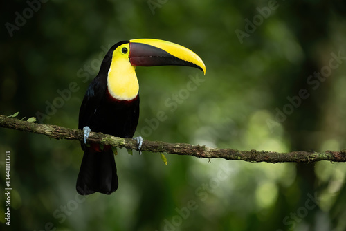 Chestnut-mandibled Toucan (Ramphastos swainsonii). Bird Perched on a Mossy Limb. Dense Rainforest. Intense and Observant Stance. photo