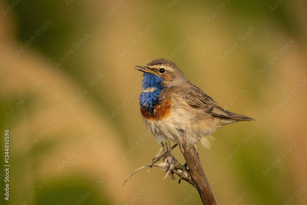 Fototapeta premium Bluethroat (Luscinia svecica). Male Perched and Singing in the Morning Light. Tall Grassland. Vivid Blue Plumage and Delicate Posture.