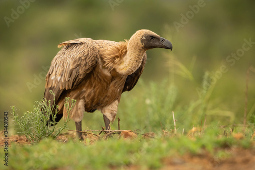 Cape Vulture (Gyps coprotheres). Large Bird Standing in Open Grassland. Rolling Hills. Watchful Stance and Imposing Frame. photo