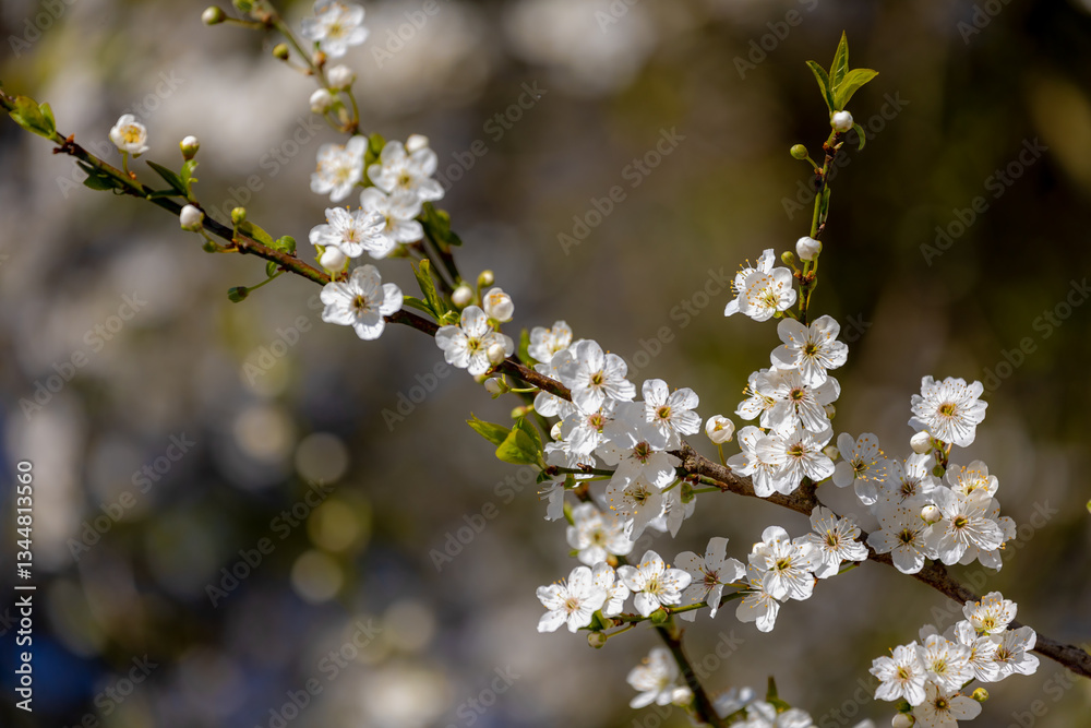 Selective focus of beautiful branches of wild white flowering Cherry blossom (Prunus) on the tree in the forest, Beautiful Sakura flowers during spring season in the park, Natural floral background.
