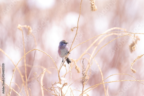 white-browed tit-warbler (Leptopoecile sophiae)