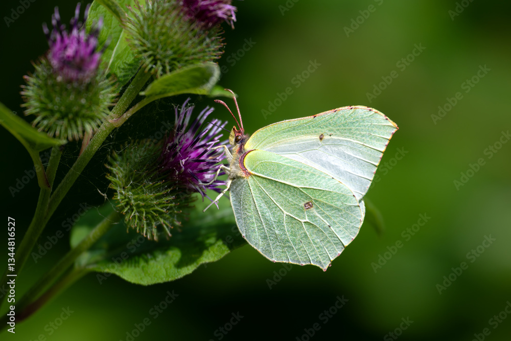 Common Brimstone (Gonepteryx rhamni) at the Steinhuder Meer, Germany