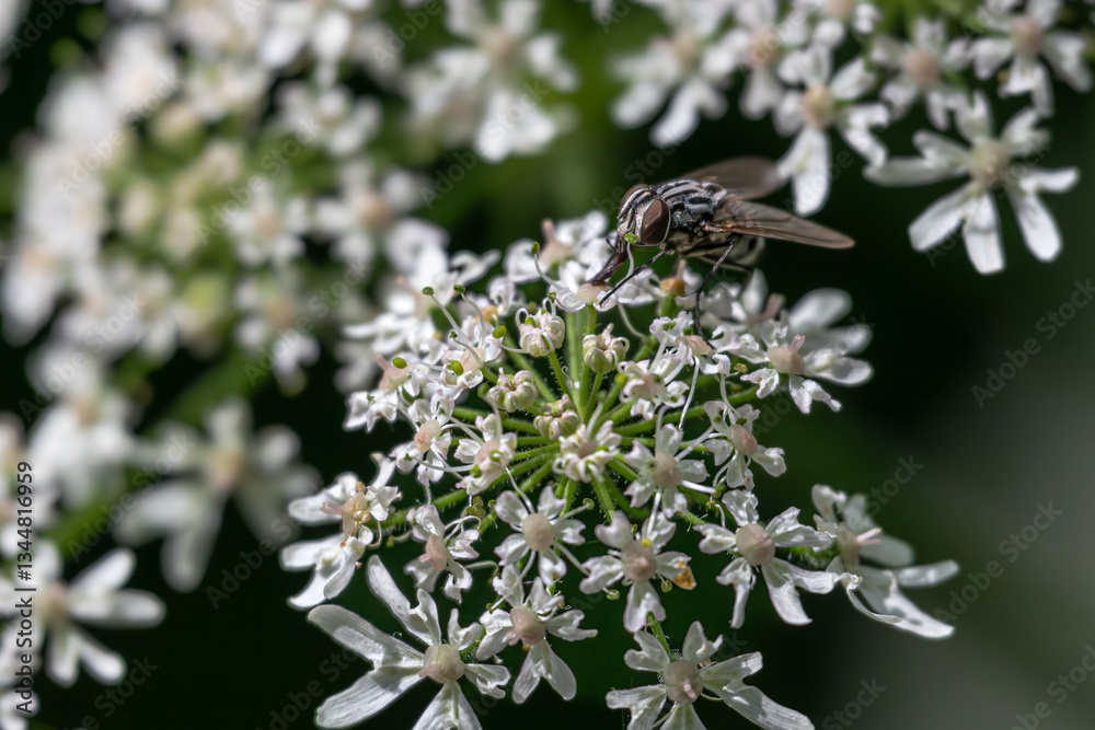 Graphomya maculata Fly, Steinhuder Meer, Germany