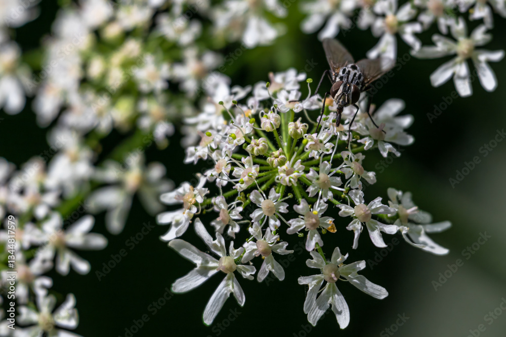Graphomya maculata Fly, Steinhuder Meer, Germany