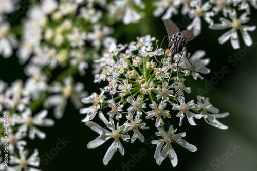 Obraz na płótnie Graphomya maculata Fly, Steinhuder Meer, Germany w salonie