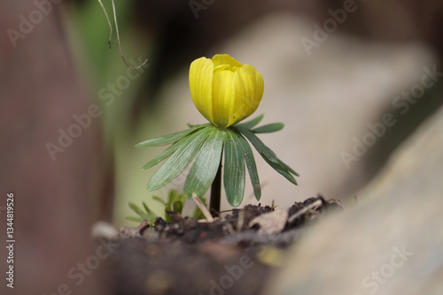 Flowering yellow winter aconite (Eranthis hyemalis) in spring garden