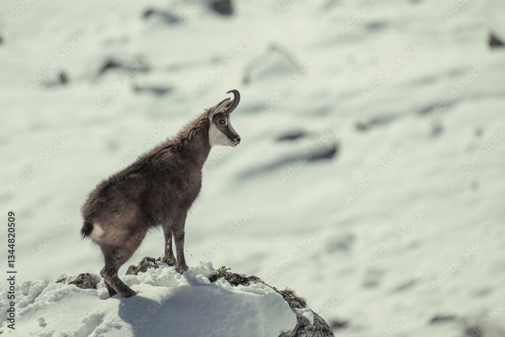 Alpine chamois looking downstream standing on a ledge on snowy slopes background. Place: Italian Alps Mountains, Species: Rupicapra rupicapra.