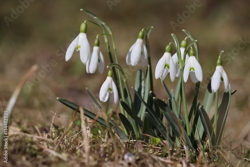 Flowering white snowdrop (Galanthus nivalis) plants in spring garden