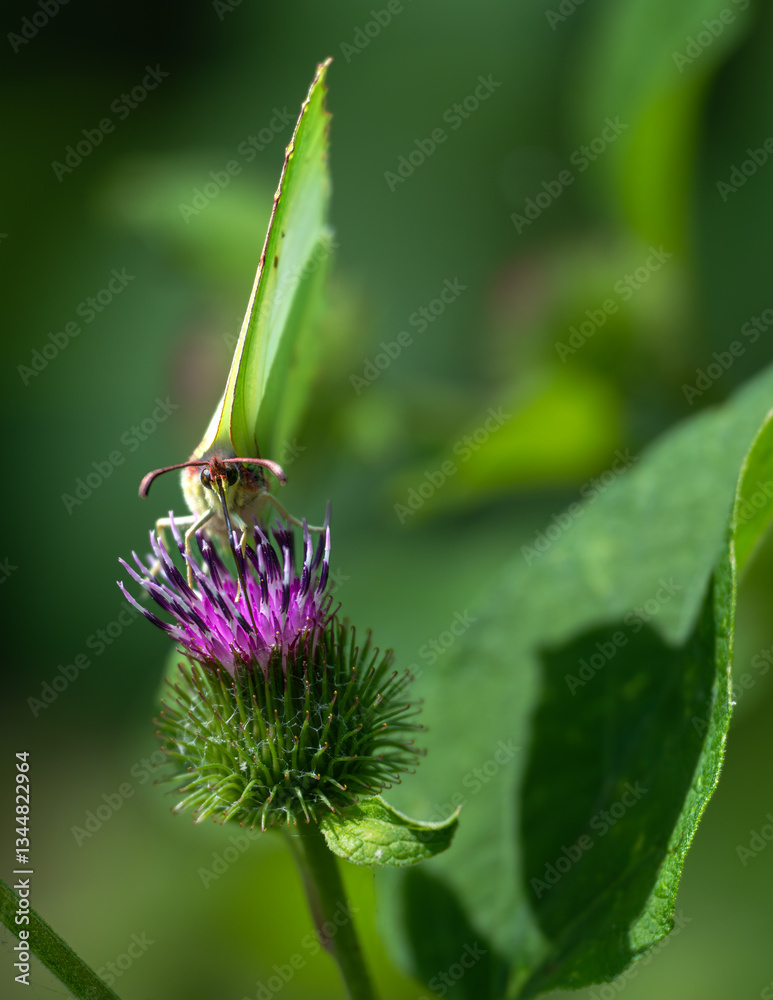 Common Brimstone (Gonepteryx rhamni) at the Steinhuder Meer, Germany
