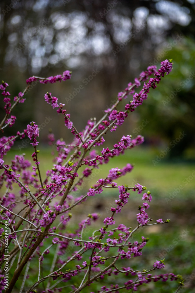 Obraz premium Common wolfberry (Daphne mezereum) delicate pink flowers blooming on tree branches