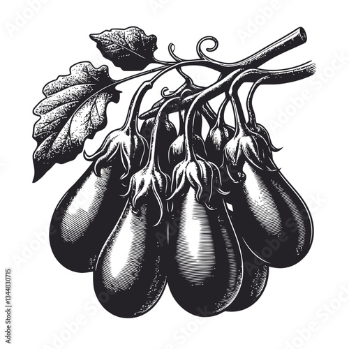Botanical engraving of eggplants hanging elegantly on a twisting vine