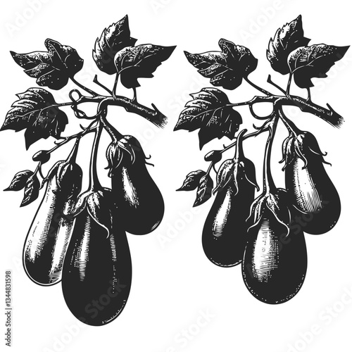 Hand-drawn eggplants displayed elegantly on a lush botanical vine