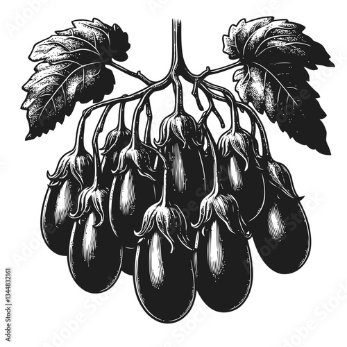 Engraved botanical artwork of eggplants hanging from a graceful vine
