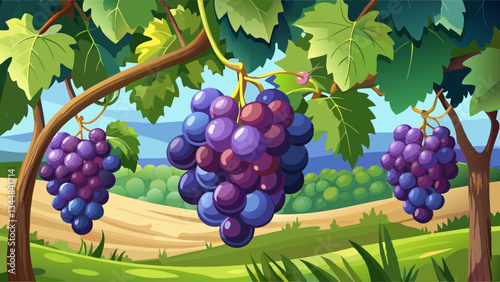 Black grape cluster hanging on vine in vineyard.