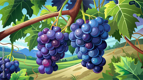 Black grape cluster hanging on vine in vineyard.